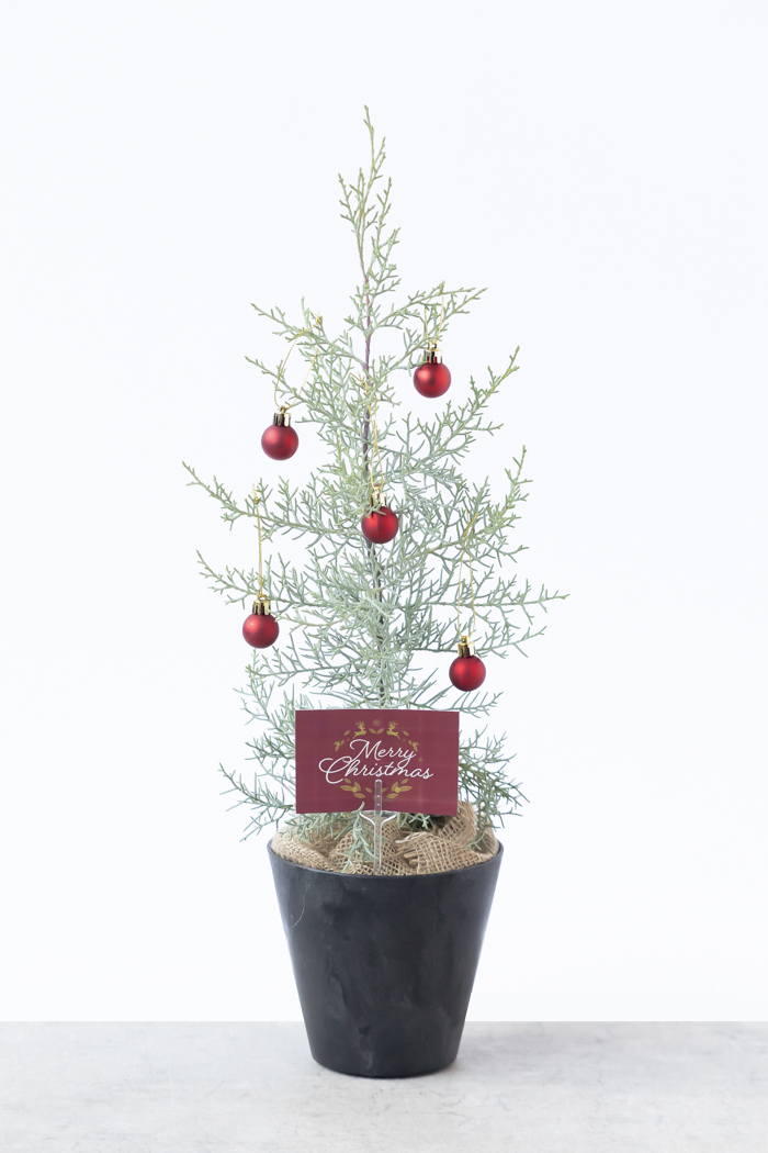 クリスマス限定商品 観葉植物 アリゾナイトスギ ブルーアイス（4号鉢）の写真3枚目