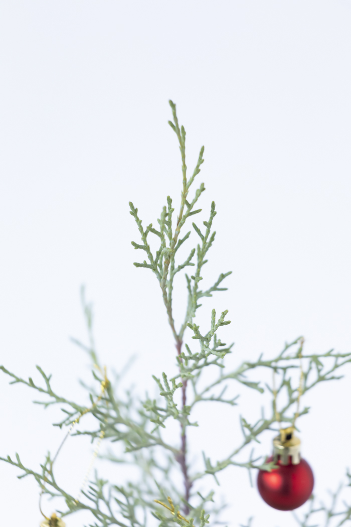 クリスマス限定商品 観葉植物 アリゾナイトスギ ブルーアイス（4号鉢）の写真5枚目