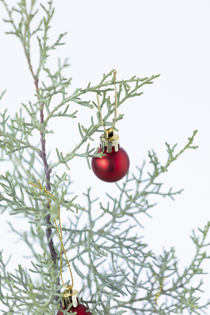 クリスマス限定商品 観葉植物 アリゾナイトスギ ブルーアイス（4号鉢）の写真6枚目