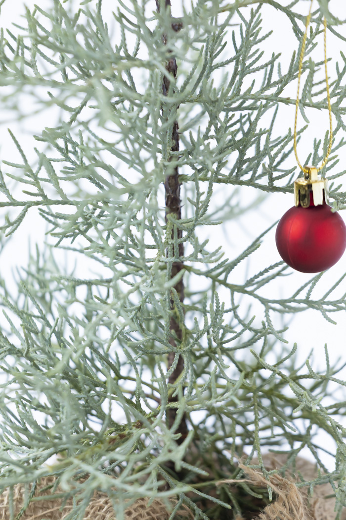 クリスマス限定商品 観葉植物 アリゾナイトスギ ブルーアイス（4号鉢）の写真9枚目