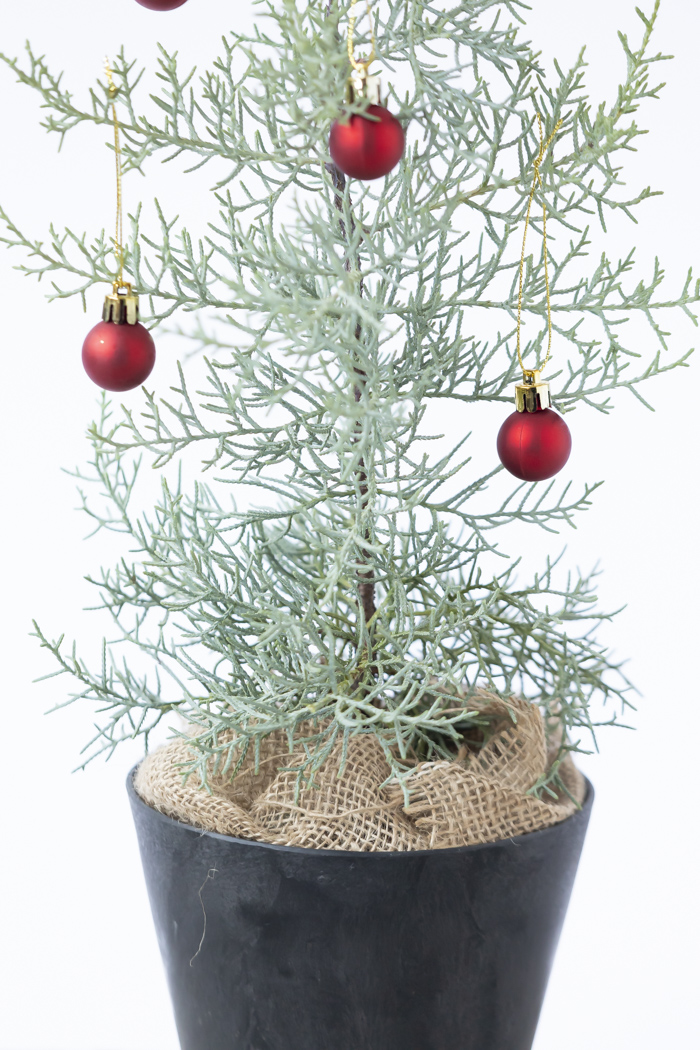 クリスマス限定商品 観葉植物 アリゾナイトスギ ブルーアイス（4号鉢）の写真10枚目