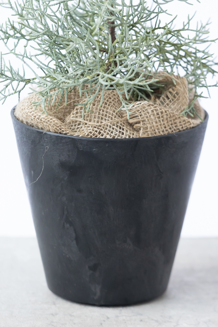 クリスマス限定商品 観葉植物 アリゾナイトスギ ブルーアイス（4号鉢）の写真11枚目