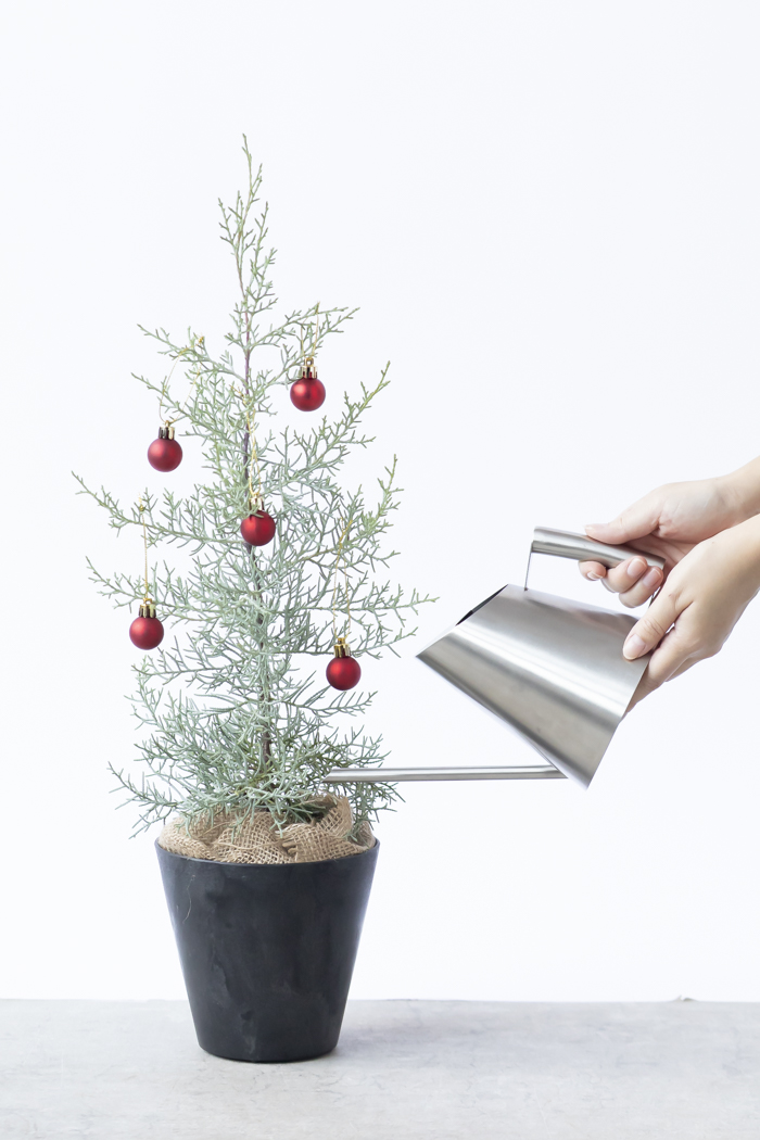 クリスマス限定商品 観葉植物 アリゾナイトスギ ブルーアイス（4号鉢）の写真12枚目