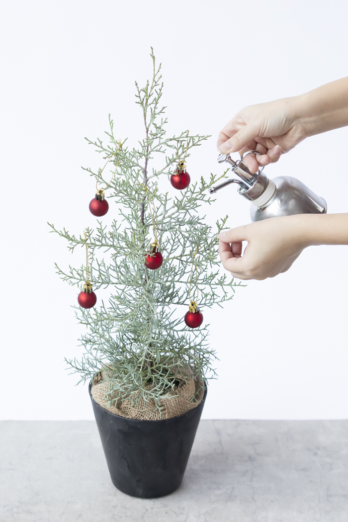 クリスマス限定商品 観葉植物 アリゾナイトスギ ブルーアイス（4号鉢）の写真13枚目