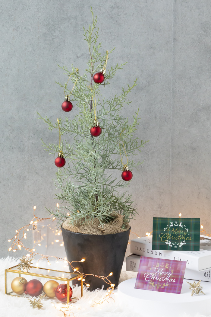 クリスマス限定商品 観葉植物 アリゾナイトスギ ブルーアイス（4号鉢）の写真14枚目