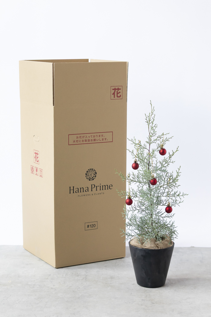 クリスマス限定商品 観葉植物 アリゾナイトスギ ブルーアイス（4号鉢）の写真15枚目