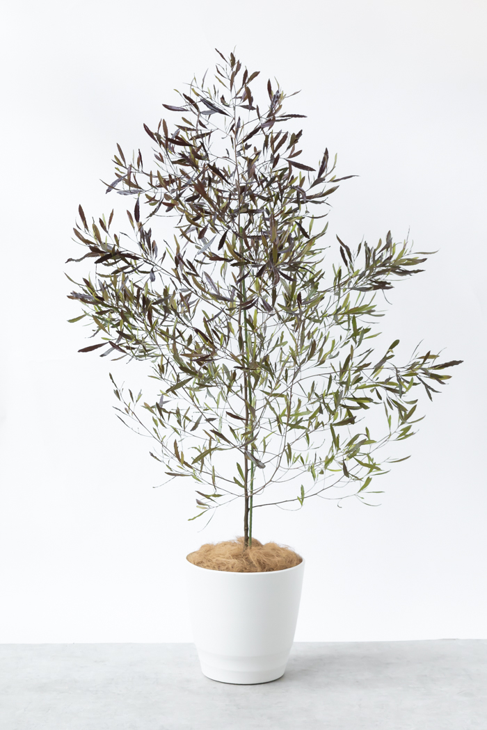 フィカス エベレスト 大型観葉植物 樹高約160cm 10号鉢入り 現品お届け フィカス エベレスト 大型観葉植物 樹高約160cm 10号鉢入り 現品お届け