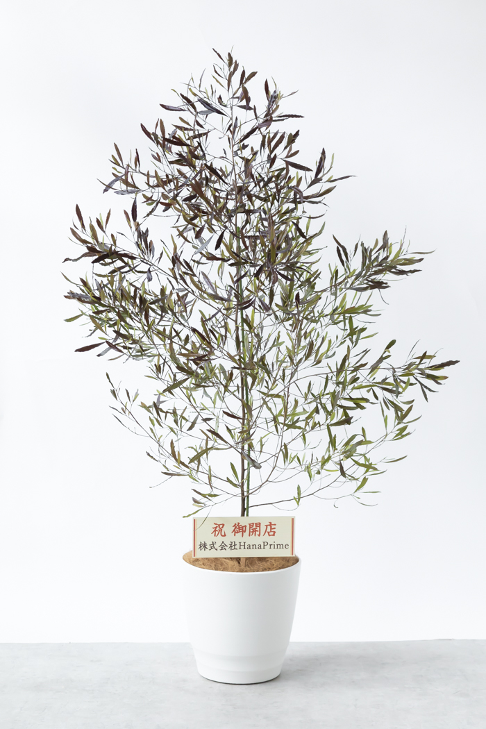 天然物　観葉植物 木の幹付き 直径約24cm　長さ60cm 天然物 観葉植物 木の幹付き 直径約24cm 長さ60cm 大型の観葉植物 XL