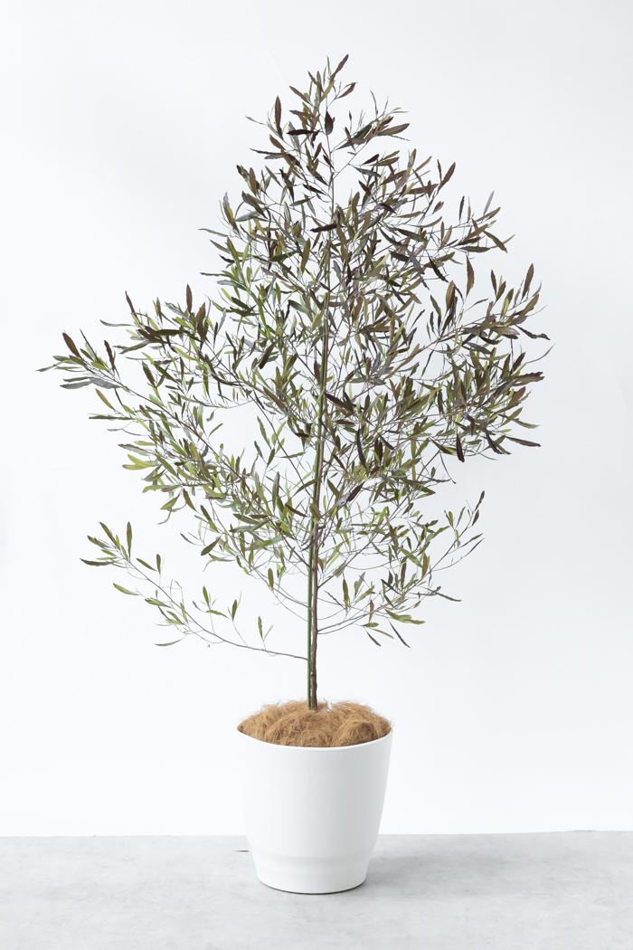 観葉植物 ドドナエア ビスコーサ プルプレア 一点もの (A)（10号鉢）の写真3枚目