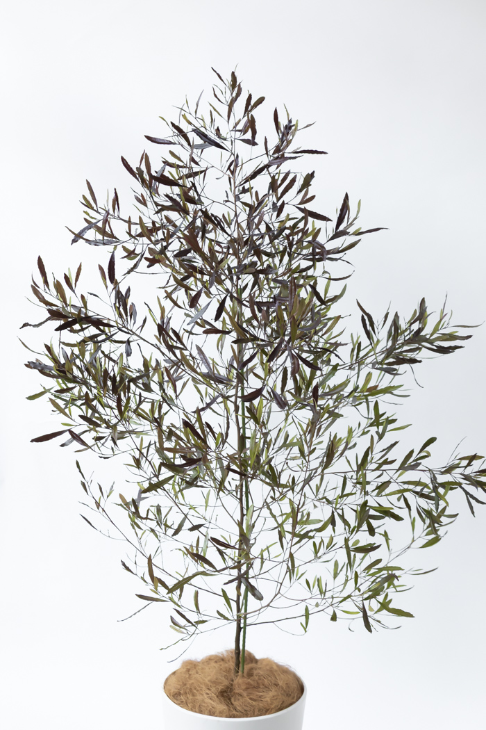 観葉植物 ドドナエア ビスコーサ プルプレア 一点もの (A)（10号鉢）の写真4枚目