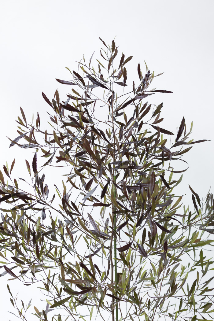 観葉植物 ドドナエア ビスコーサ プルプレア 一点もの (A)（10号鉢）の写真5枚目