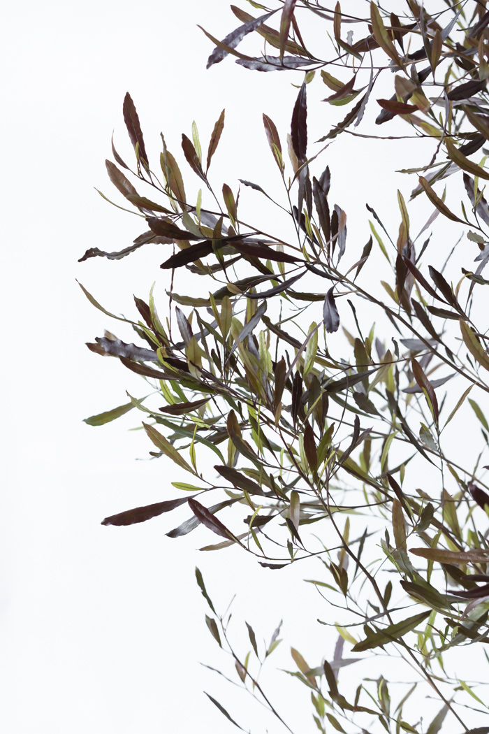 観葉植物 ドドナエア ビスコーサ プルプレア 一点もの (A)（10号鉢）の写真6枚目