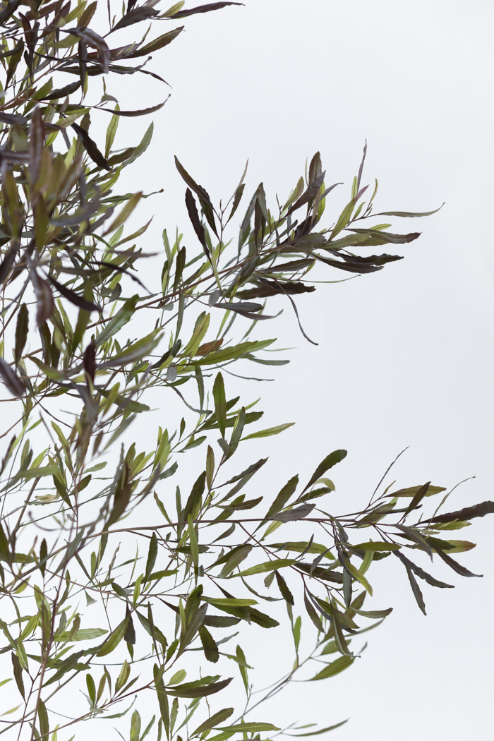 観葉植物 ドドナエア ビスコーサ プルプレア 一点もの (A)（10号鉢）の写真7枚目