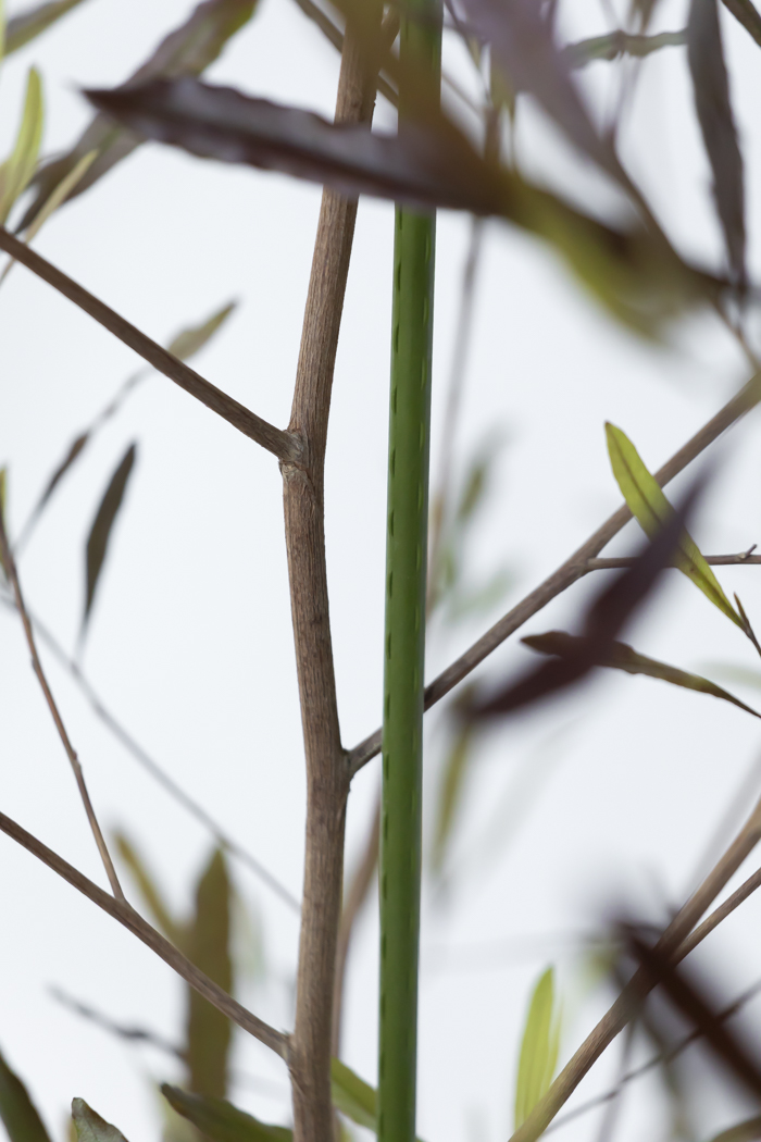 観葉植物 ドドナエア ビスコーサ プルプレア 一点もの (A)（10号鉢）の写真8枚目