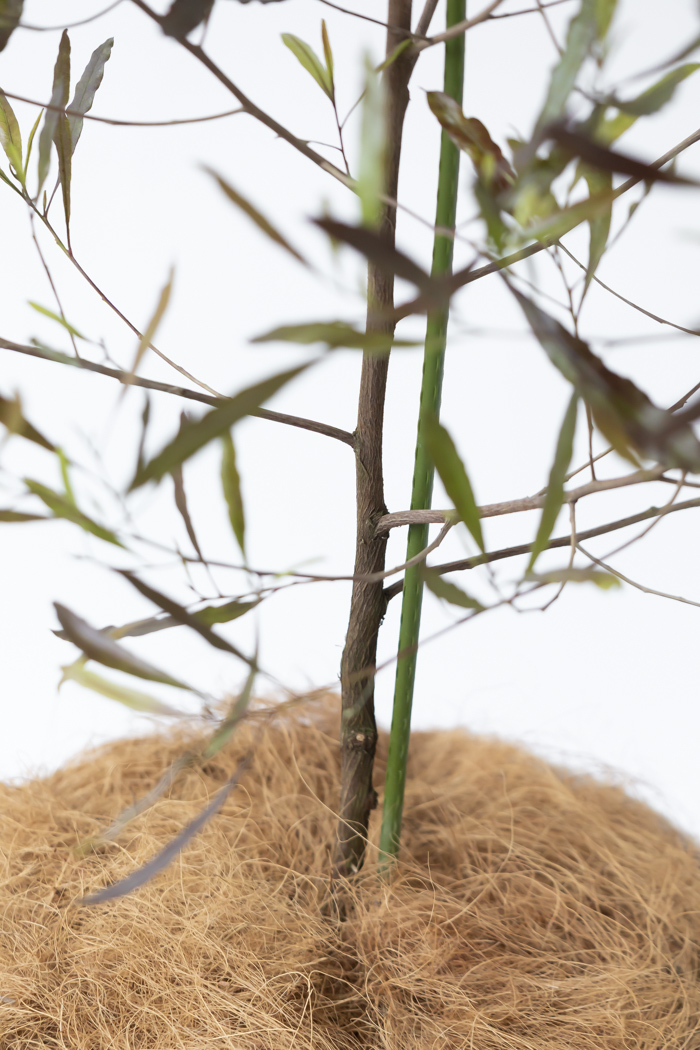観葉植物 ドドナエア ビスコーサ プルプレア 一点もの (A)（10号鉢）の写真9枚目