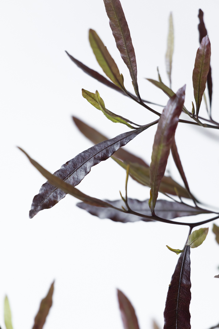 観葉植物 ドドナエア ビスコーサ プルプレア 一点もの (A)（10号鉢）の写真10枚目