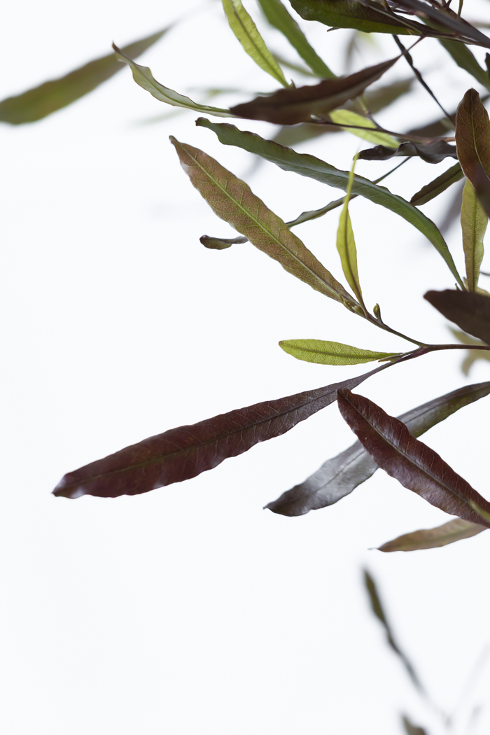 観葉植物 ドドナエア ビスコーサ プルプレア 一点もの (A)（10号鉢）の写真11枚目