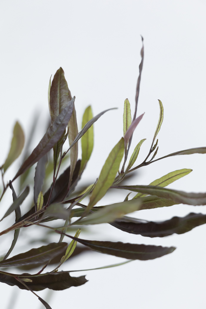 観葉植物 ドドナエア ビスコーサ プルプレア 一点もの (A)（10号鉢）の写真12枚目