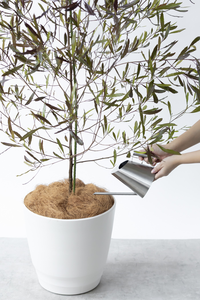 観葉植物 ドドナエア ビスコーサ プルプレア 一点もの (A)（10号鉢）の写真13枚目