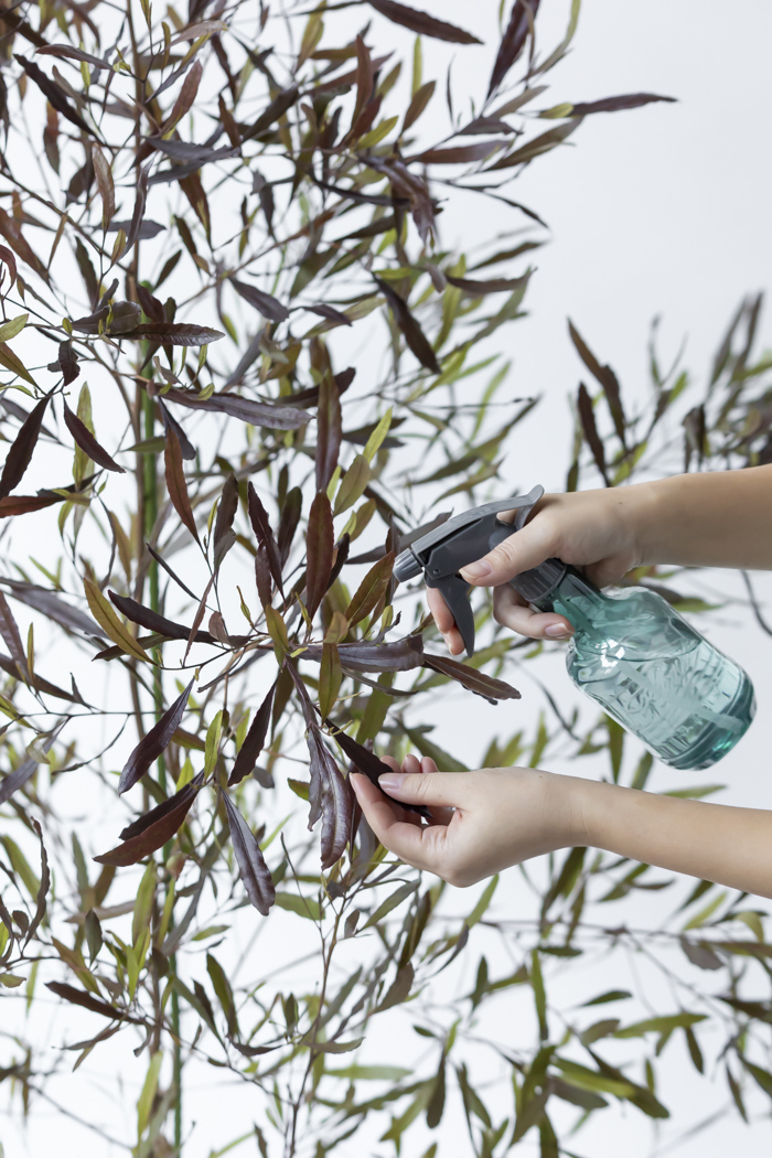 観葉植物 ドドナエア ビスコーサ プルプレア 一点もの (A)（10号鉢）の写真14枚目