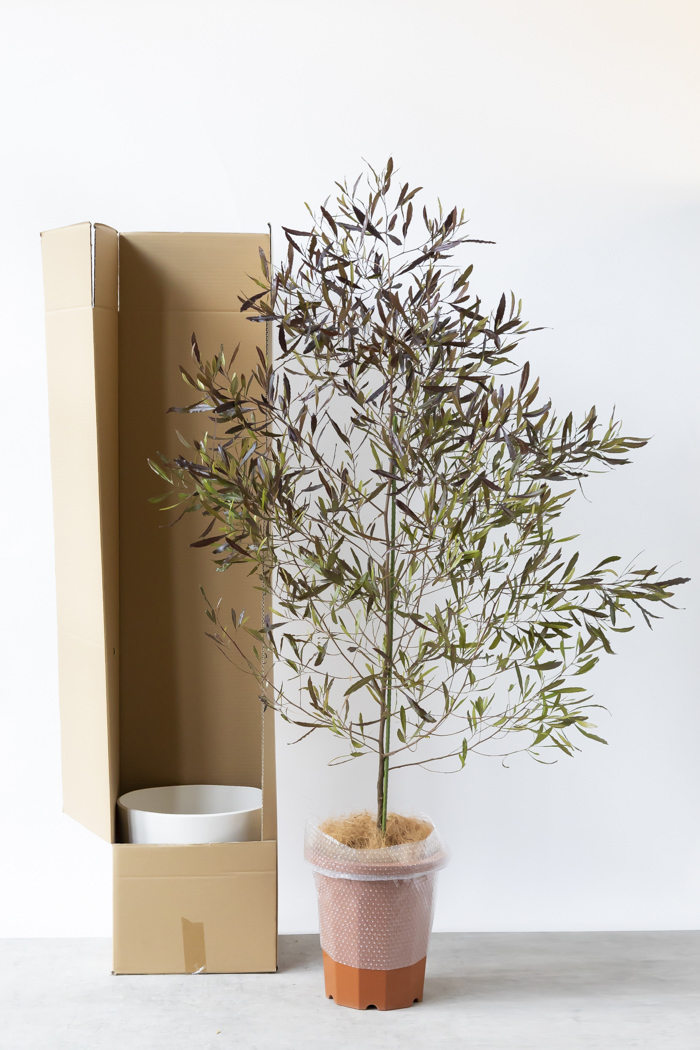 観葉植物 ドドナエア ビスコーサ プルプレア 一点もの (A)（10号鉢）の写真15枚目