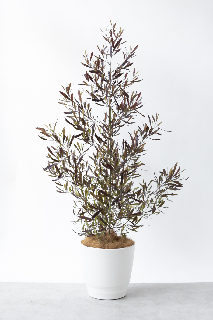 観葉植物 ドドナエア ビスコーサ プルプレア 一点もの (B)（10号鉢）の写真1枚目