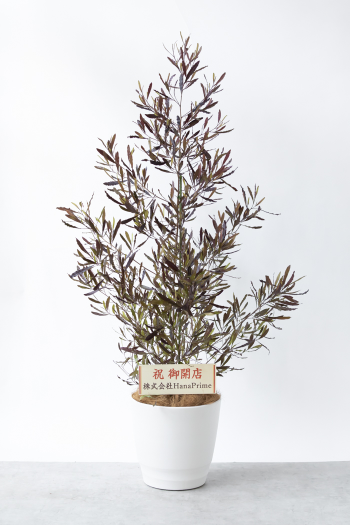 観葉植物 ドドナエア ビスコーサ プルプレア 一点もの (B)（10号鉢）の写真2枚目