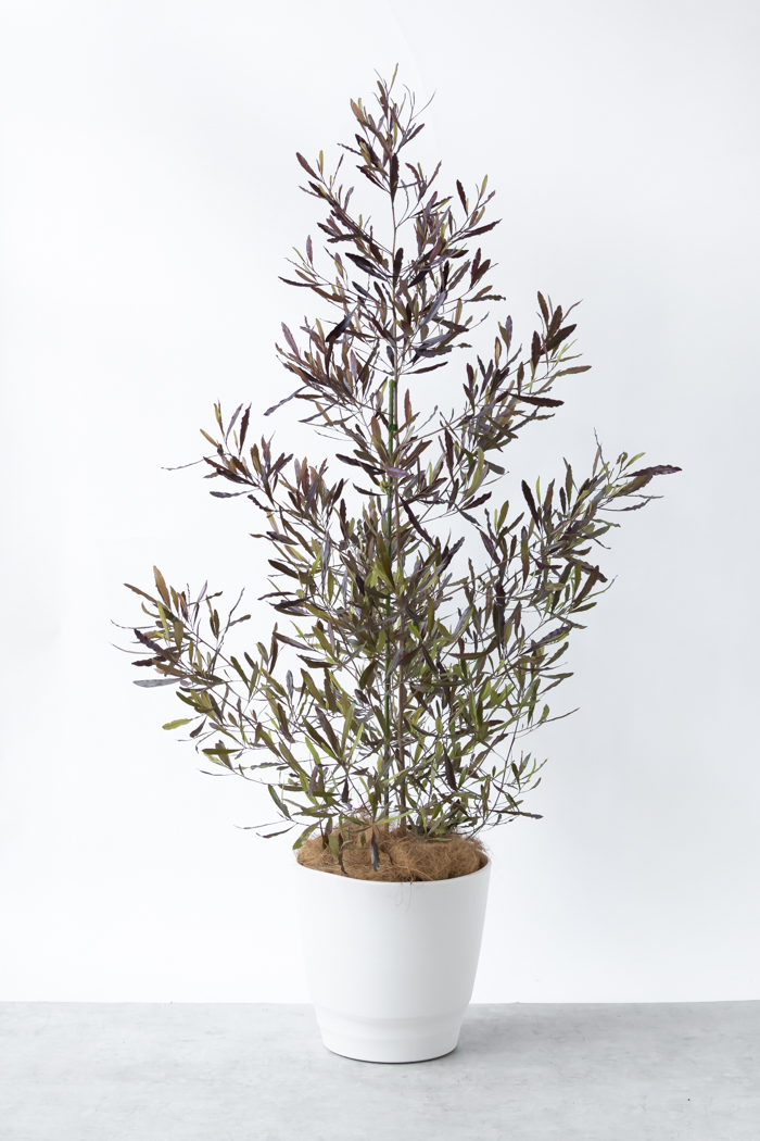 観葉植物 ドドナエア ビスコーサ プルプレア 一点もの (B)（10号鉢）の写真3枚目