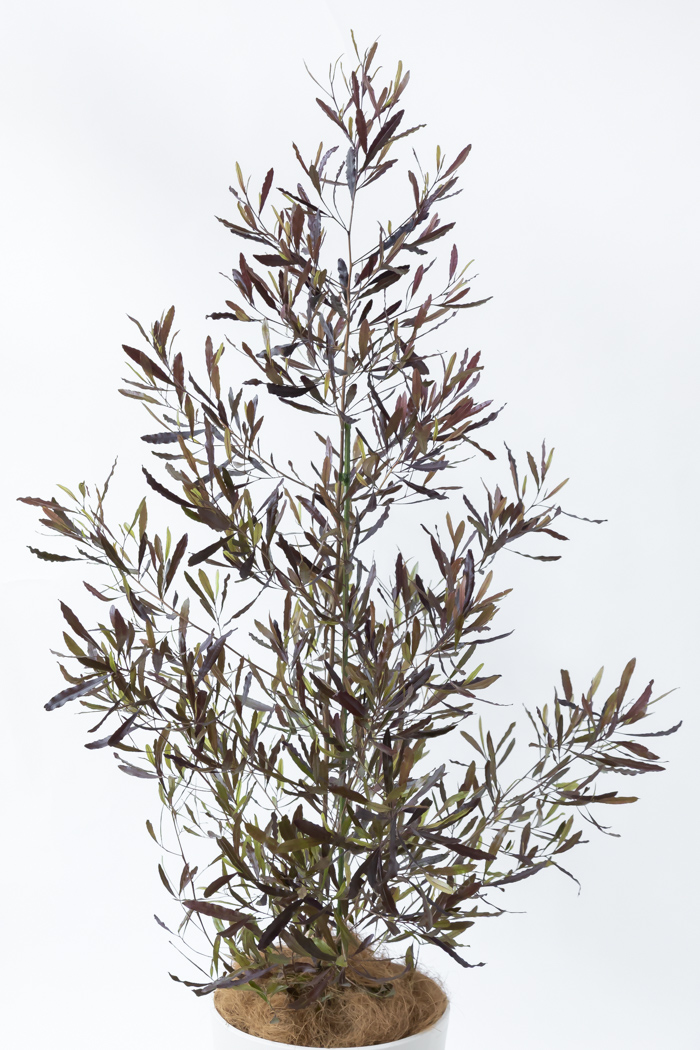 観葉植物 ドドナエア ビスコーサ プルプレア 一点もの (B)（10号鉢）の写真4枚目