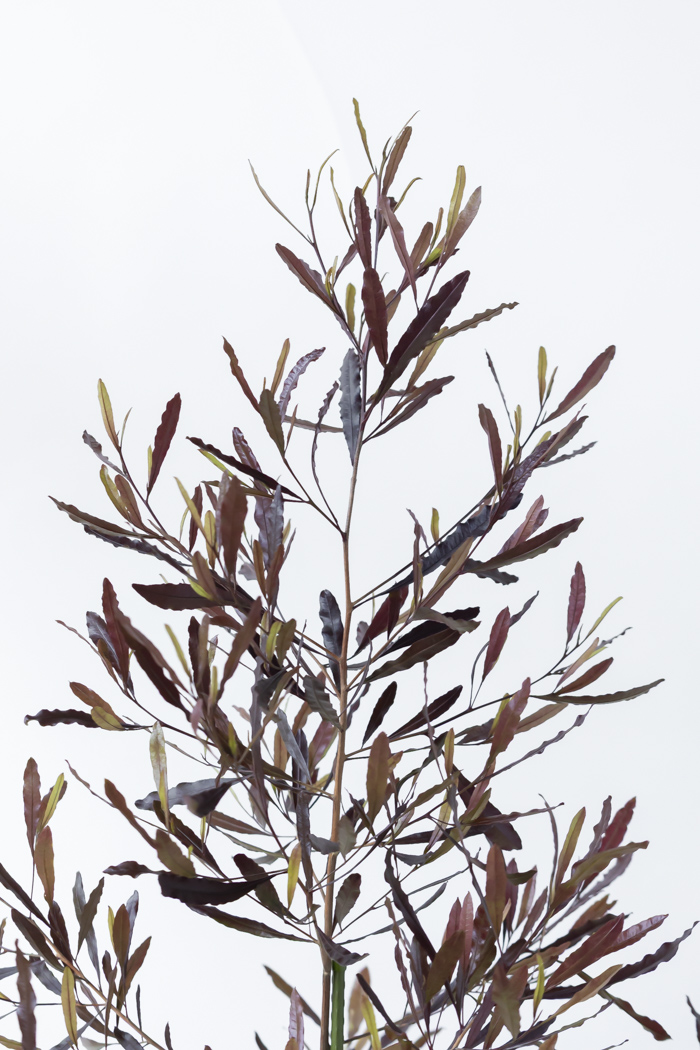 観葉植物 ドドナエア ビスコーサ プルプレア 一点もの (B)（10号鉢）の写真5枚目