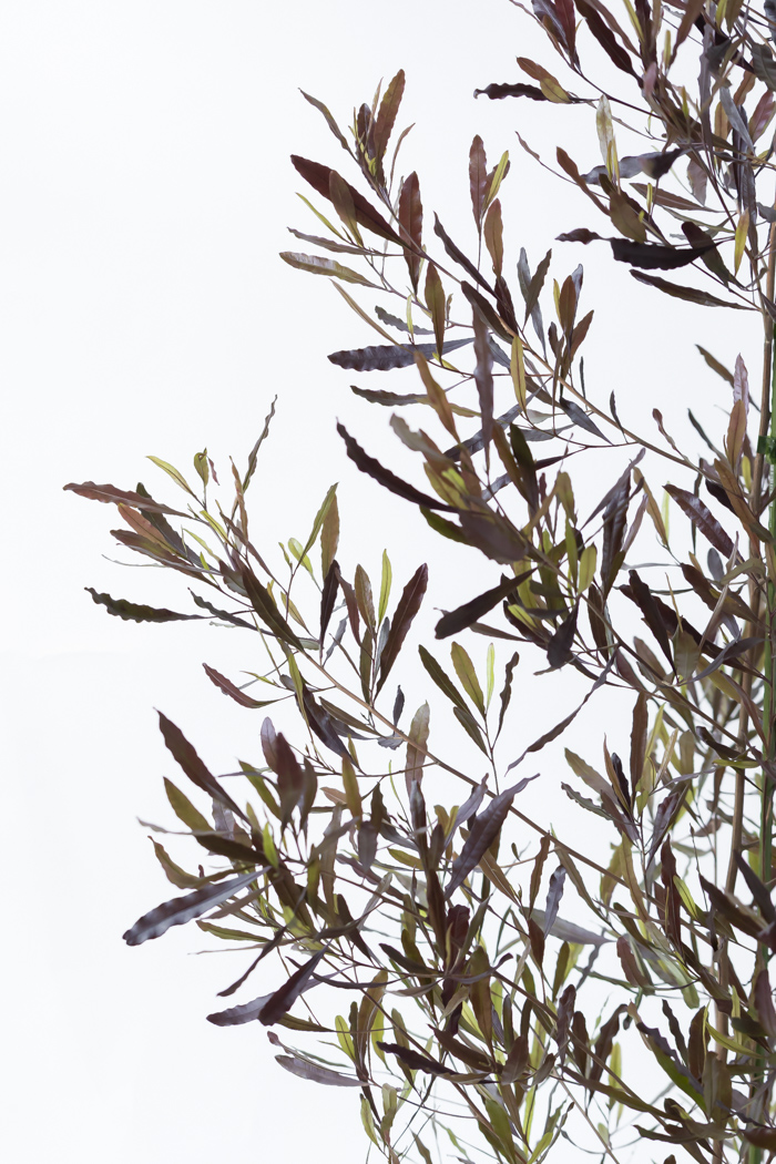 観葉植物 ドドナエア ビスコーサ プルプレア 一点もの (B)（10号鉢）の写真6枚目