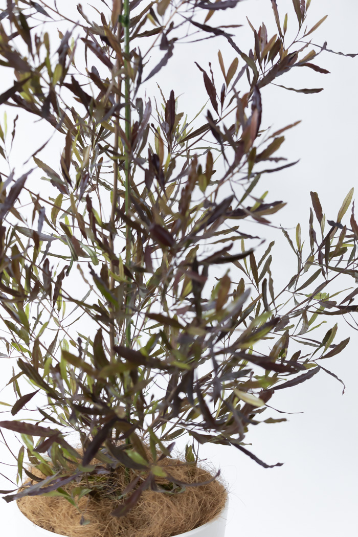 観葉植物 ドドナエア ビスコーサ プルプレア 一点もの (B)（10号鉢）の写真7枚目