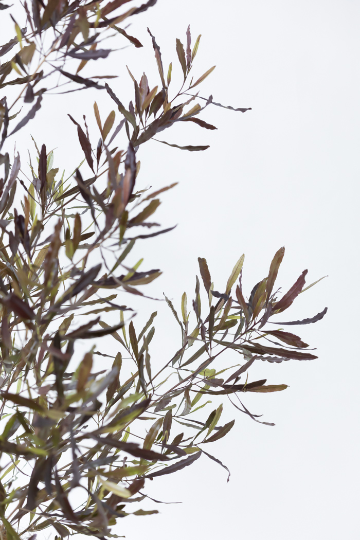 観葉植物 ドドナエア ビスコーサ プルプレア 一点もの (B)（10号鉢）の写真8枚目