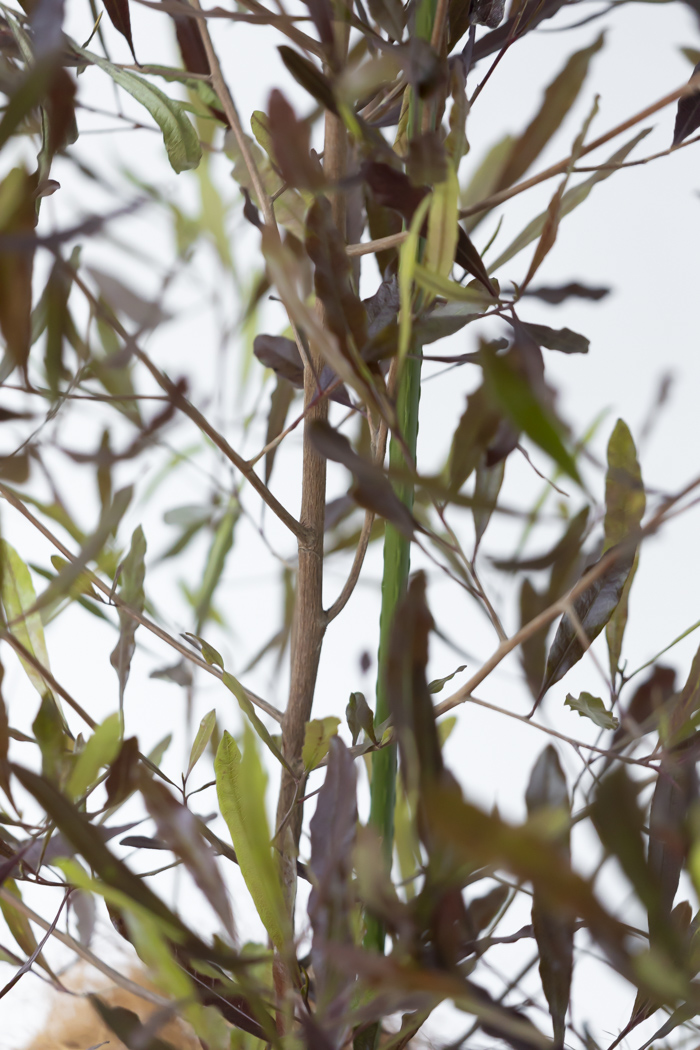 観葉植物 ドドナエア ビスコーサ プルプレア 一点もの (B)（10号鉢）の写真9枚目