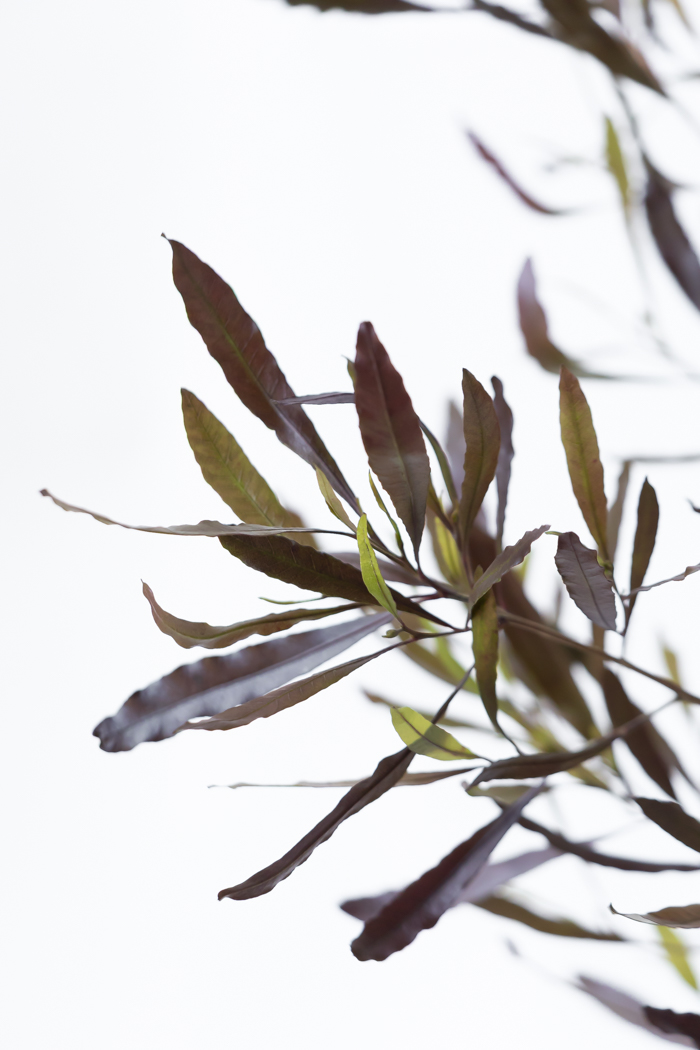 観葉植物 ドドナエア ビスコーサ プルプレア 一点もの (B)（10号鉢）の写真10枚目