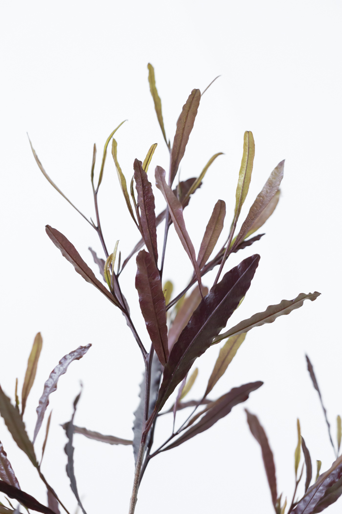 観葉植物 ドドナエア ビスコーサ プルプレア 一点もの (B)（10号鉢）の写真11枚目