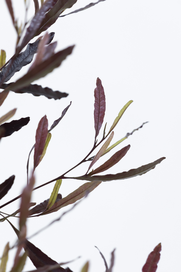 観葉植物 ドドナエア ビスコーサ プルプレア 一点もの (B)（10号鉢）の写真12枚目