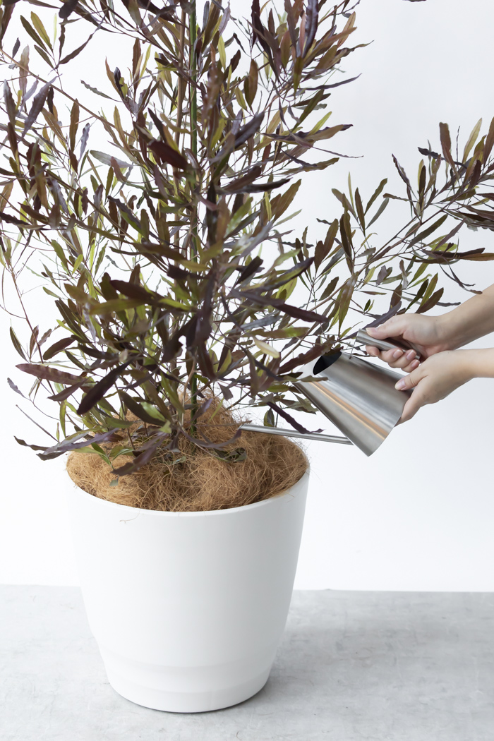 観葉植物 ドドナエア ビスコーサ プルプレア 一点もの (B)（10号鉢）の写真13枚目