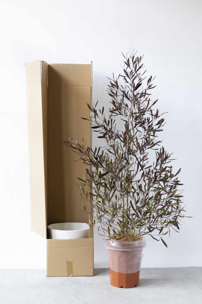 観葉植物 ドドナエア ビスコーサ プルプレア 一点もの (B)（10号鉢）の写真15枚目