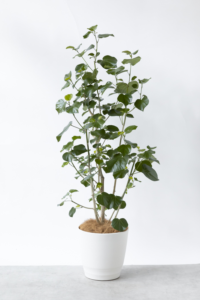 観葉植物 テリハハマボウ レイ 一点もの（10号鉢）の写真1枚目