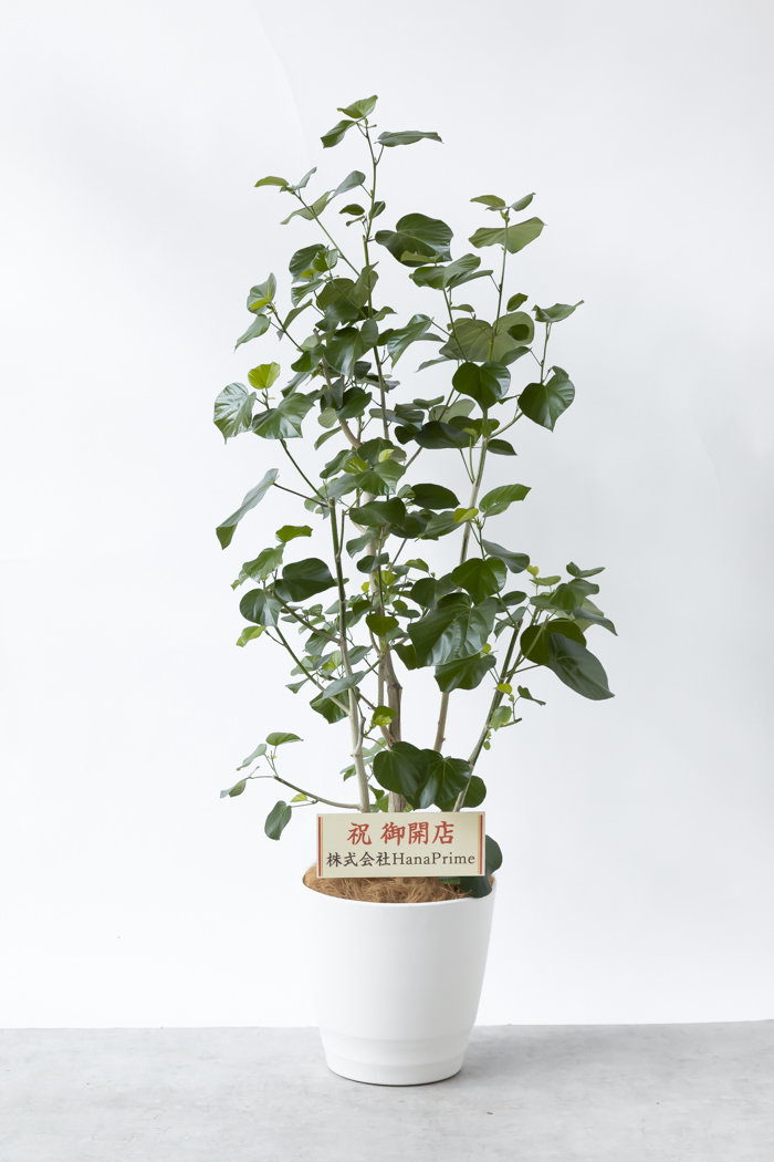 大型の観葉植物 XLサイズ（10号鉢）150cm～｜HanaPrime（ハナプライム）