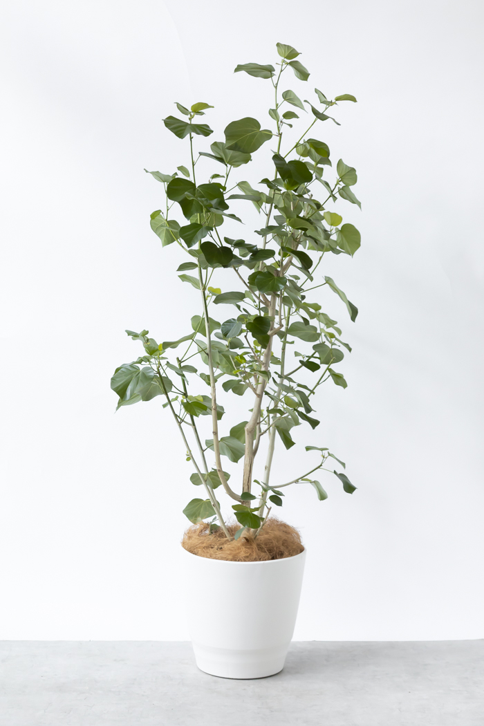 観葉植物 テリハハマボウ レイ 一点もの（10号鉢）の写真3枚目