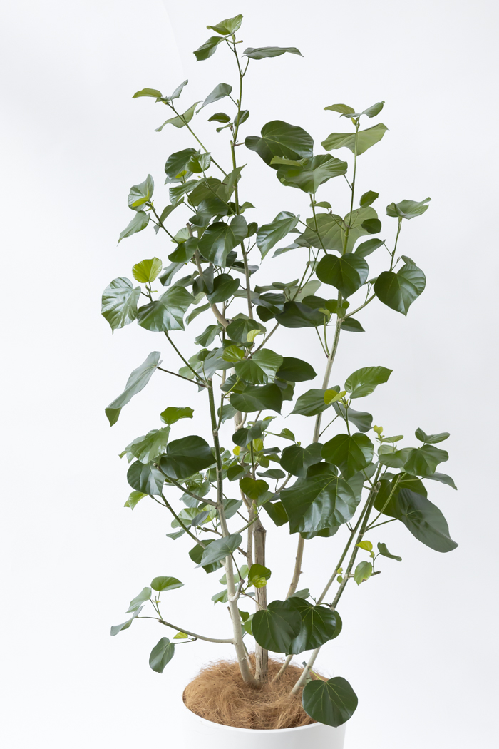 観葉植物 テリハハマボウ レイ 一点もの（10号鉢）の写真4枚目