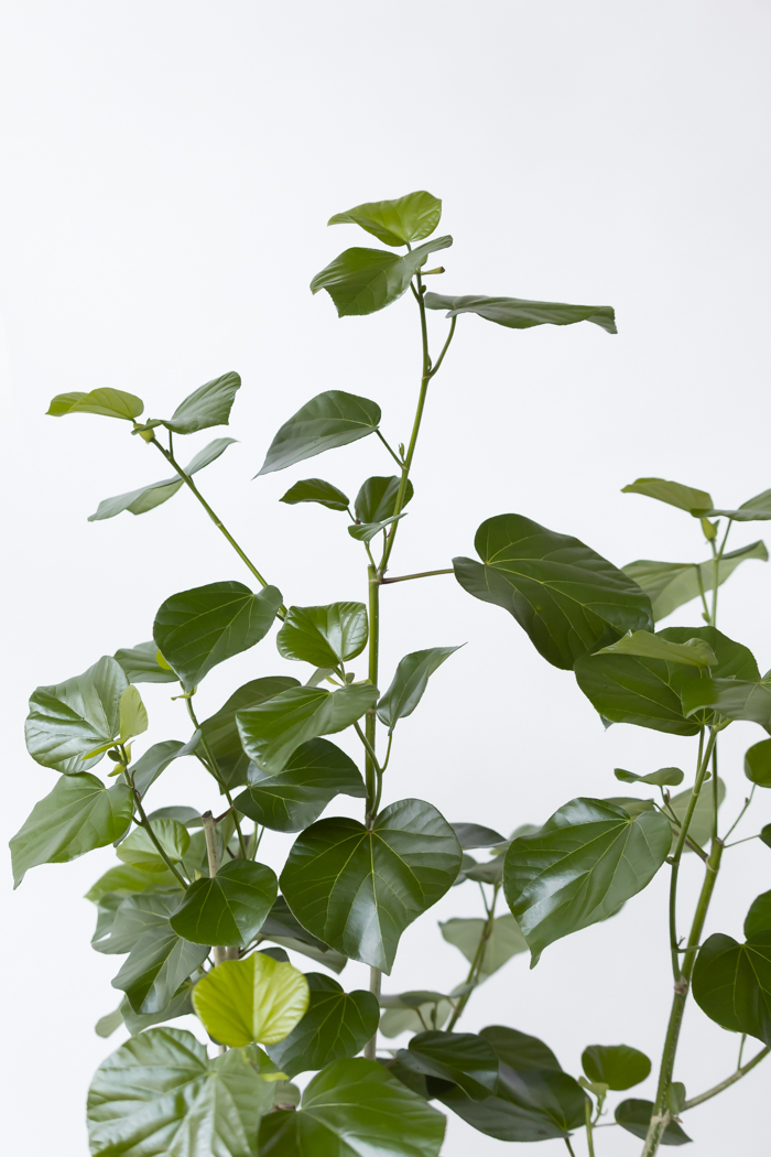 観葉植物 テリハハマボウ レイ 一点もの（10号鉢）の写真5枚目