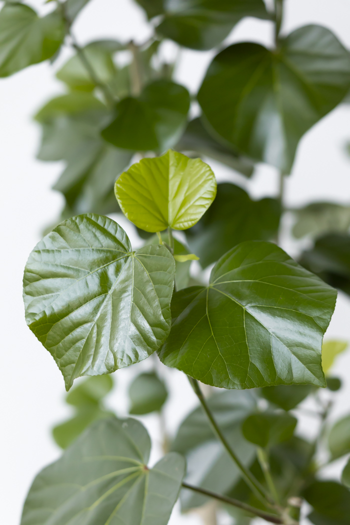 観葉植物 テリハハマボウ レイ 一点もの（10号鉢）の写真6枚目