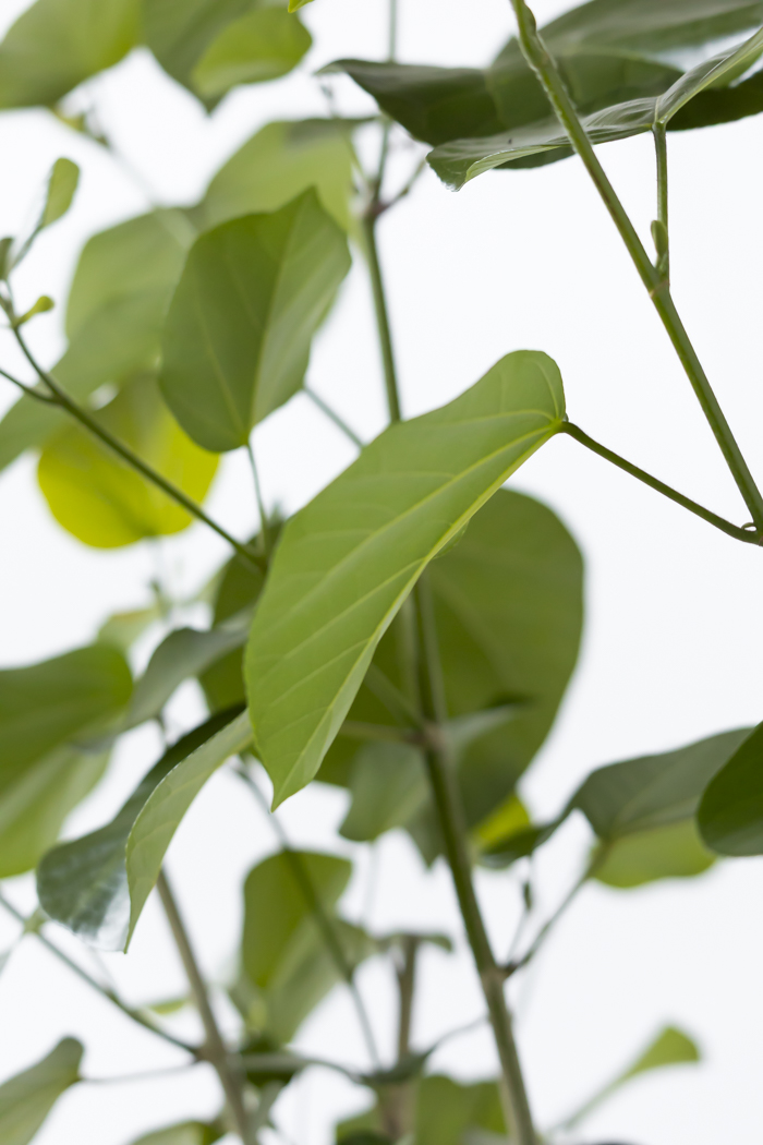 観葉植物 テリハハマボウ レイ 一点もの（10号鉢）の写真7枚目