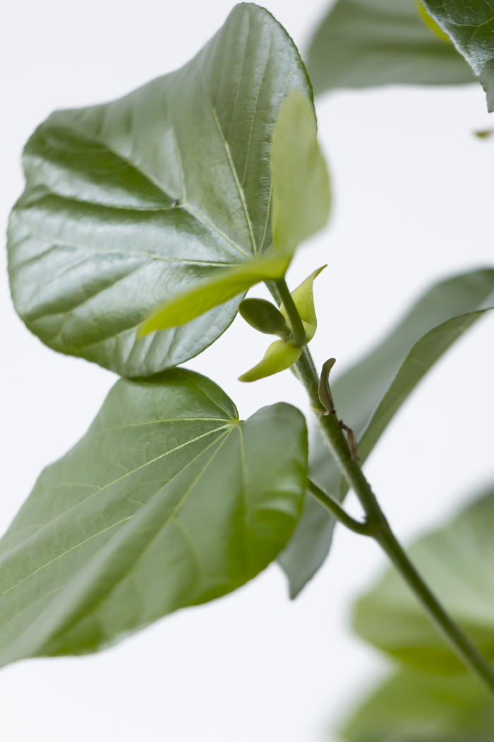 観葉植物 テリハハマボウ レイ 一点もの（10号鉢）の写真8枚目