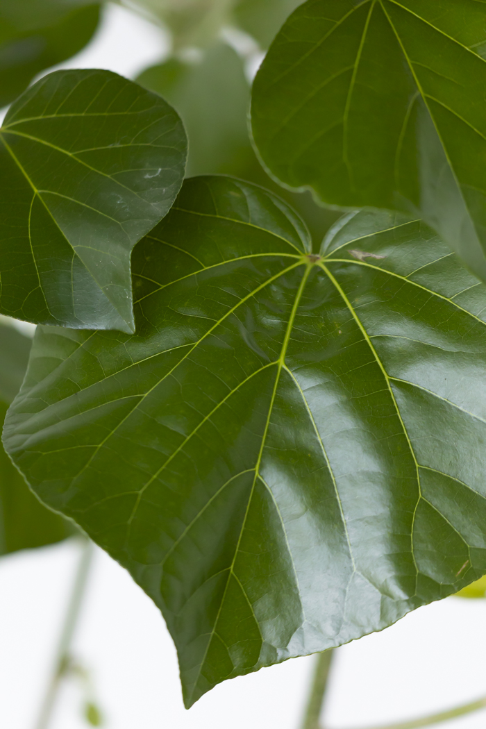 観葉植物 テリハハマボウ レイ 一点もの（10号鉢）の写真9枚目