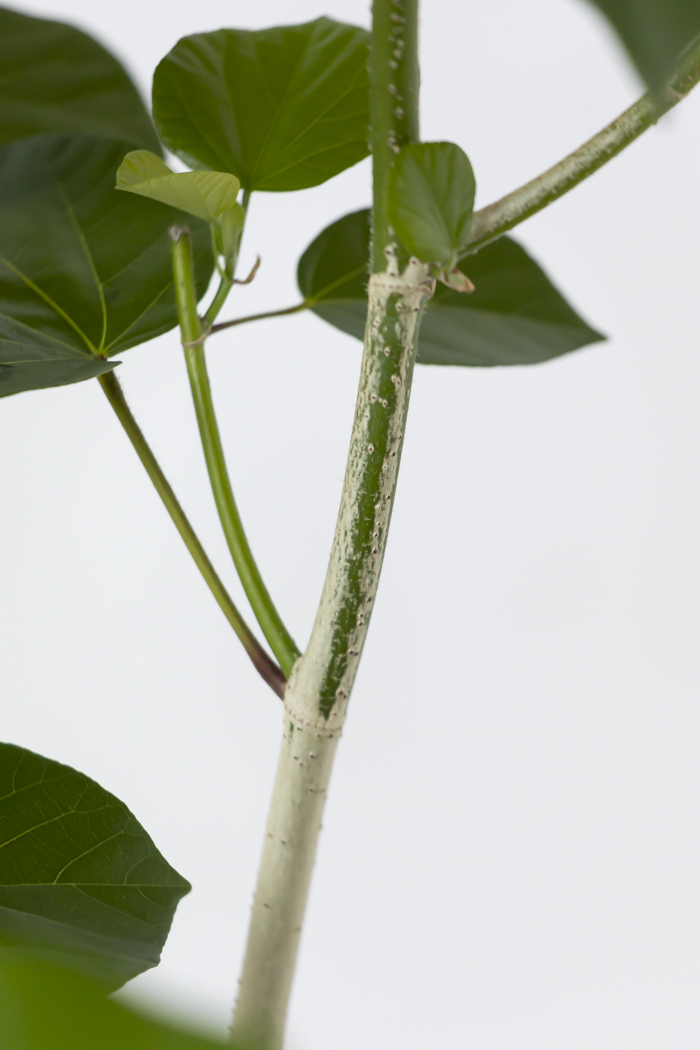 観葉植物 テリハハマボウ レイ 一点もの（10号鉢）の写真10枚目