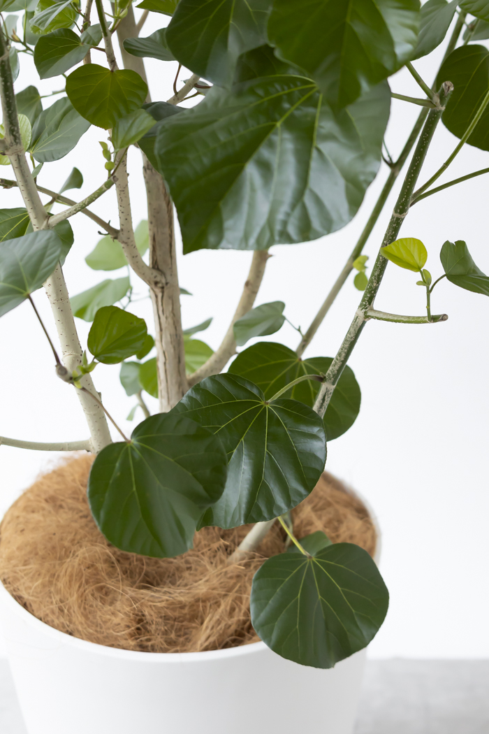 観葉植物 テリハハマボウ レイ 一点もの（10号鉢）の写真11枚目